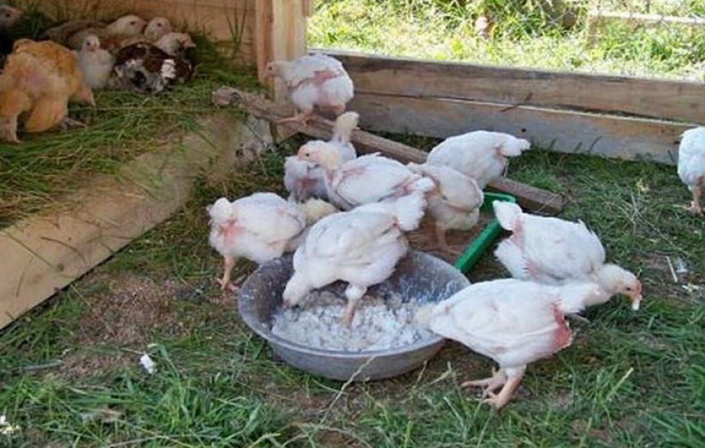Как вырастить и содержать цыплят-бройлеров в домашних условиях