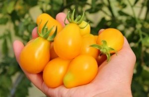 На одной ветку может вырасти до 0,5 кг помидорчиков