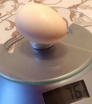 Яйцо курицы породы Борковская Барвистая
