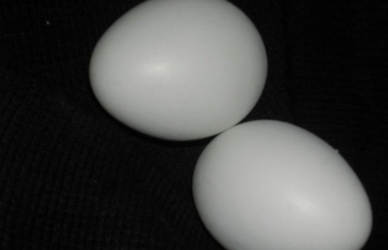 Яйца породы Кревкер