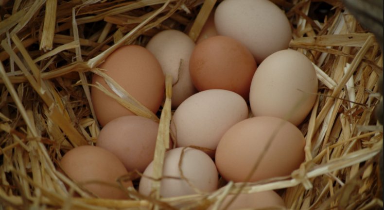 Яйца в курятнике