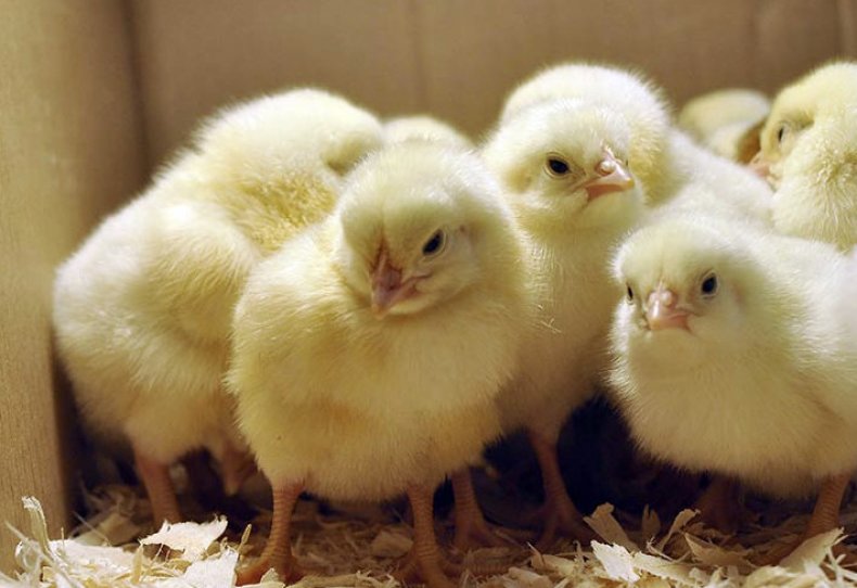 Энрофлон для цыплят бройлеров: инструкция по применению