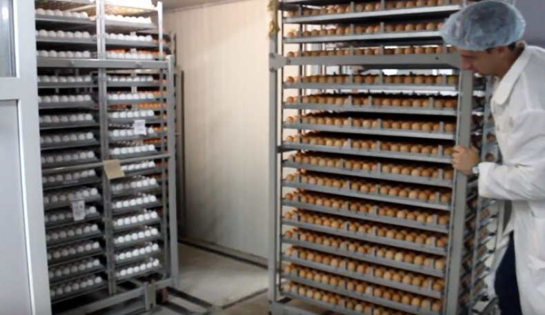 Закладка яиц в инкубатор «Стимул ИП-16»