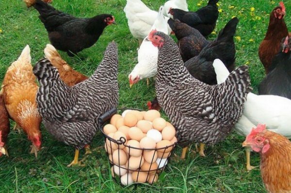 Самые яйценоские породы кур с крупным яйцом в домашнем хозяйстве