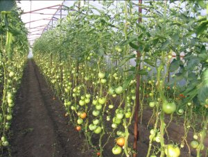 Все о пасынковании томатов в теплице, схема удаления лишних побегов