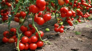 Все о пасынковании томатов в теплице, схема удаления лишних побегов