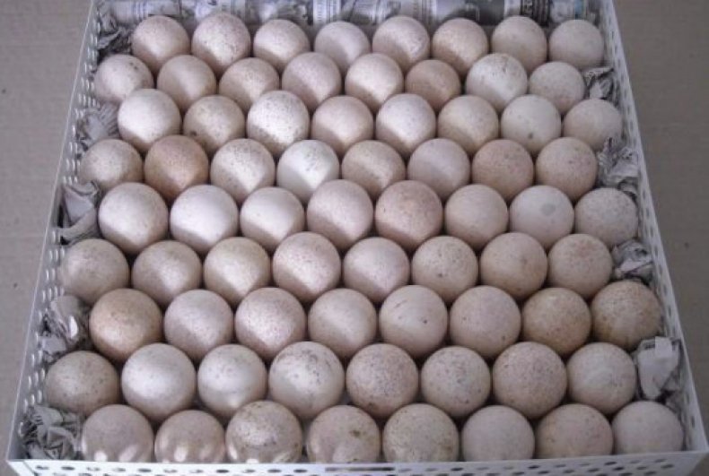 Какие яйца нужны для инкубатора куриные. Инкубатор ИФХ 1000. ИФХ 500 инкубатор. Инкубатор ИФХ 250. Лоток для гусиных яиц в инкубатор.
