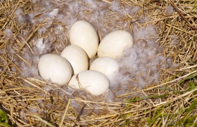 Яйца тулузских гусей