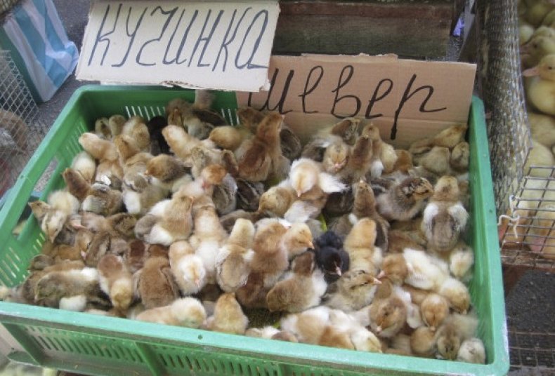 Цыплята на рынке