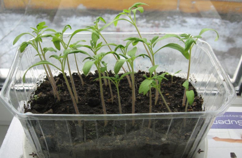 Выращивание семян томата