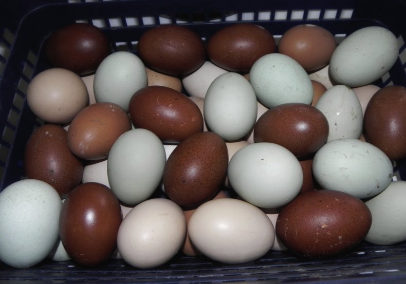 Яйца кур породы Грюнлегер