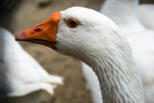 Арзамасская порода гусей