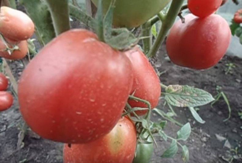 Опрыскивание томатов