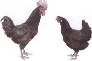 Чёрная порода кур Лакеданзи: описание, фото, характеристики