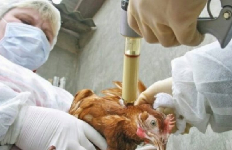 Вакцинация кур, как метод профилактики заболевания