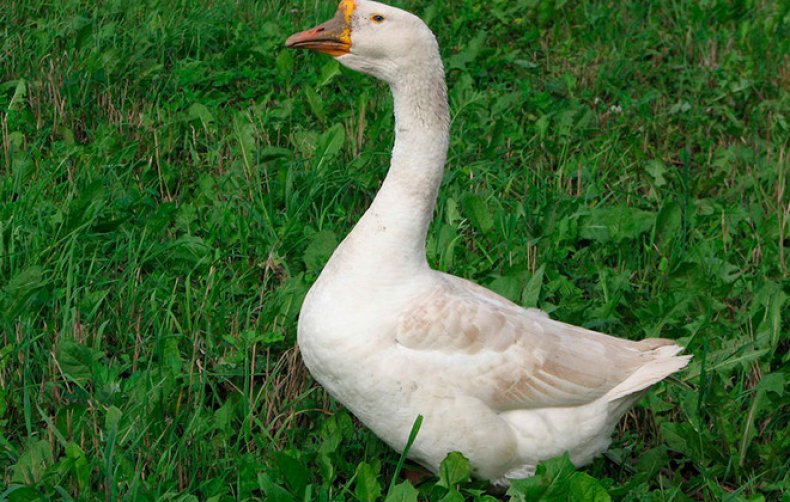 Китайская порода гусей