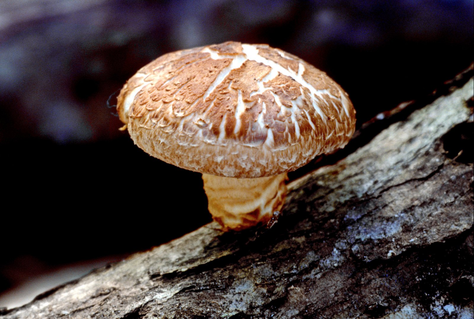 грибы шиитаке выращивание в домашних условиях