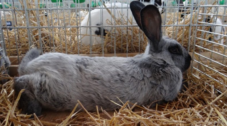 Кролики породы серебристый