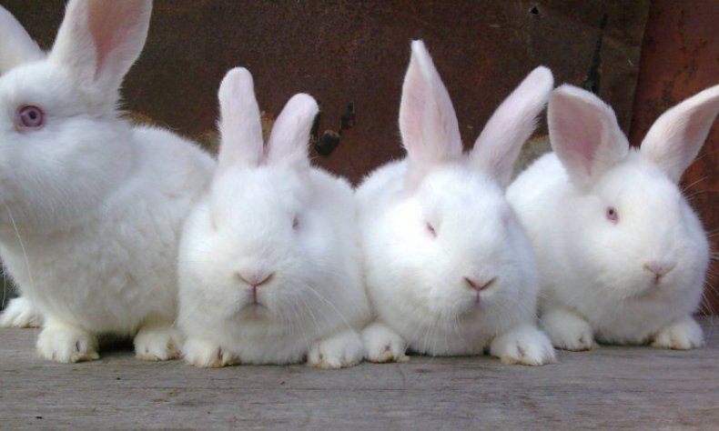 Белая порода кроликов