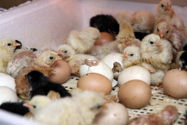Птенцы вылупились из яиц в инкубаторе