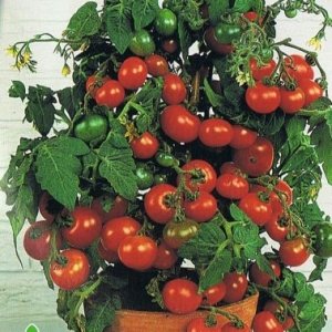 Сорт томатов «Минибел»