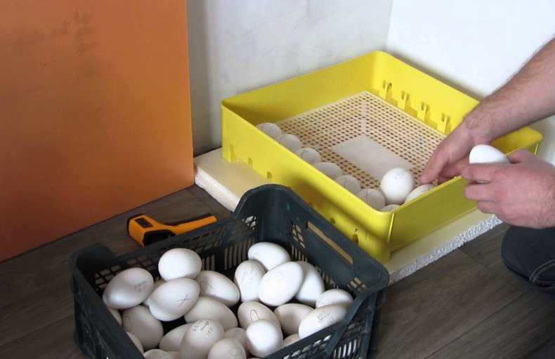 Закладываем гусиные яйца в инкубатор