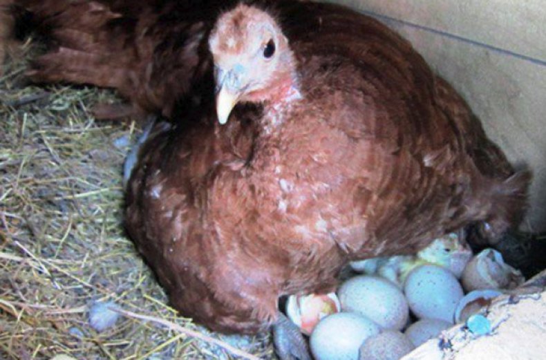 Индейка на яйцах