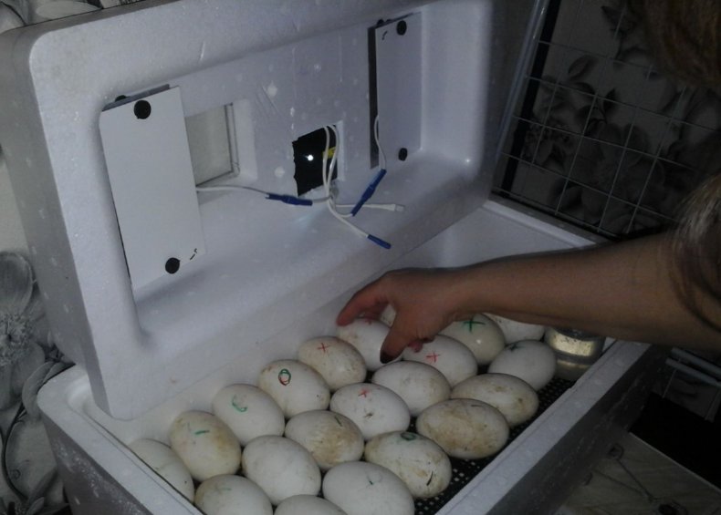 Гусиные яйца в инкубаторе