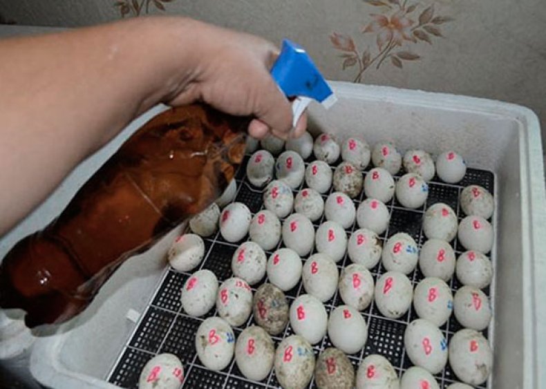 Опрыскивание гусиных яиц перманганатом калия