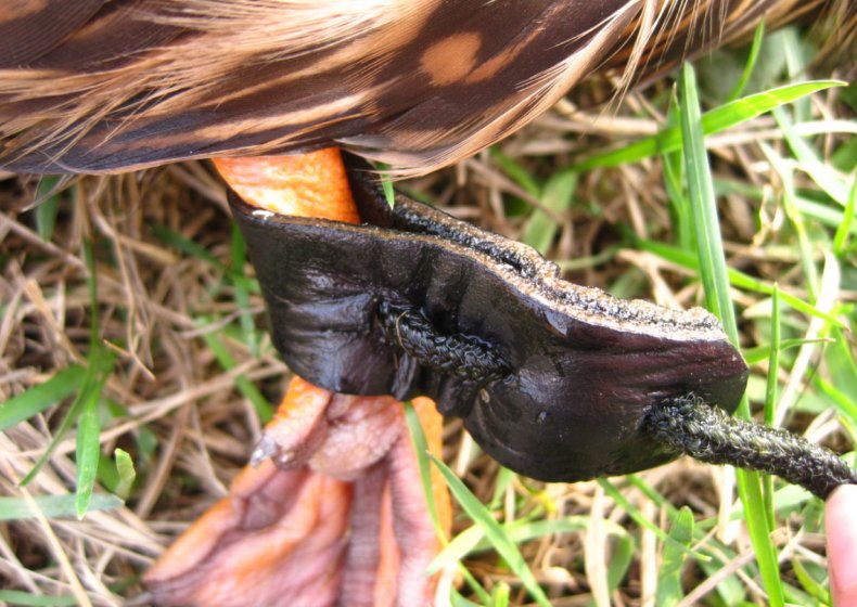Ногавка для подсадной утки