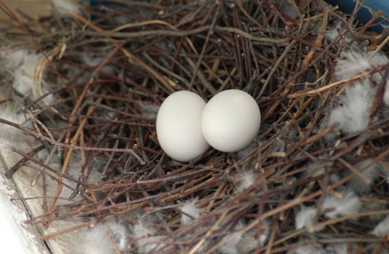 разведение, голубь, домашний, возникновения второго, племенному периоду, возникновения второго яйца