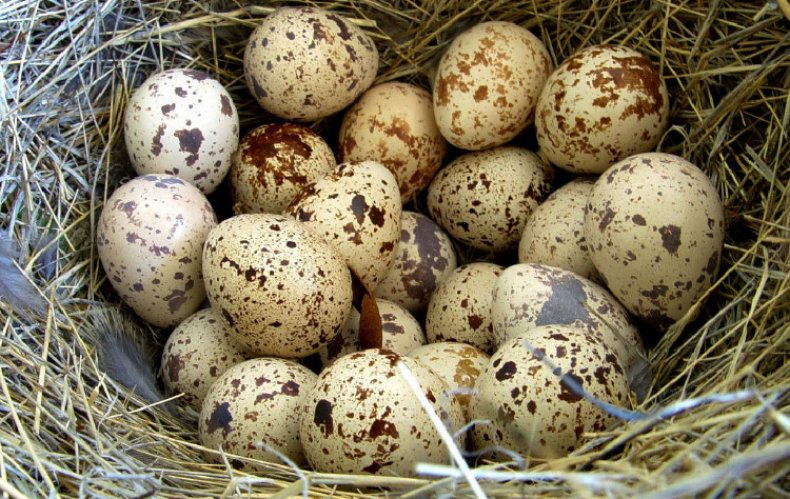Яйца перепелов в гнезде