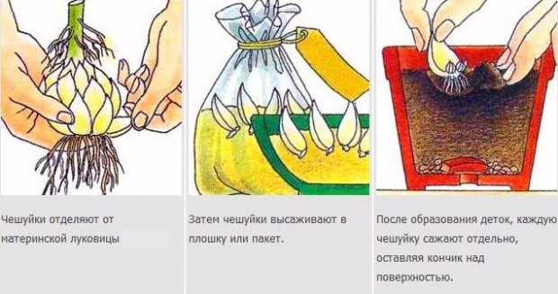 Размножение чешуйками Размножение чешуйками