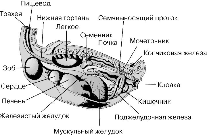 Схема инкубации мускусных уток