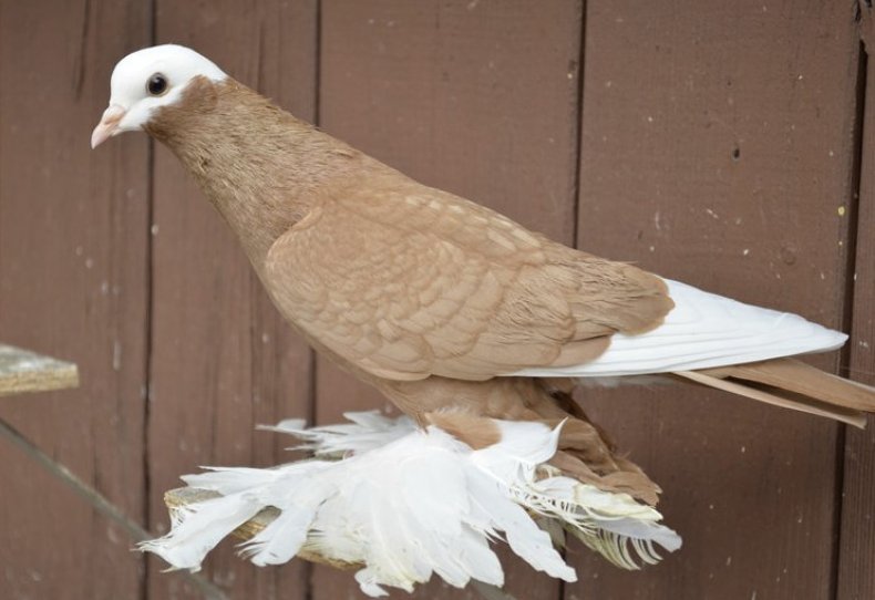 Армавирские белоголовые голуби