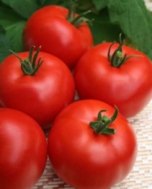 Сорта томатов для Подмосковья