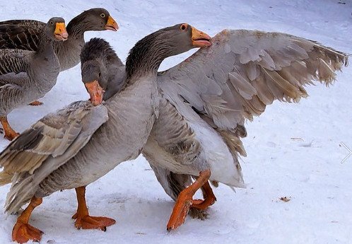 Бойцовые породы собак фото и название по алфавиту