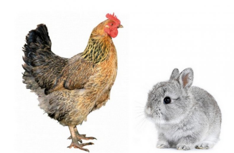 кролик, содержание, животных живущих, животных живущих дома