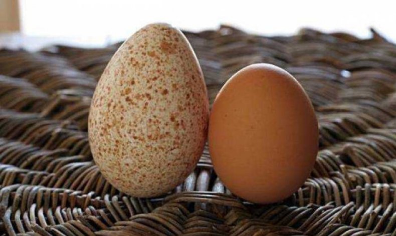 Индюшиное и куриное яйца