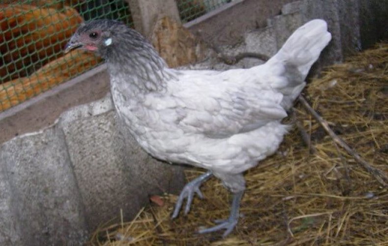 Голубая порода кур