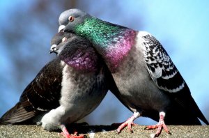 Как определить пол голубя по внешним признакам?