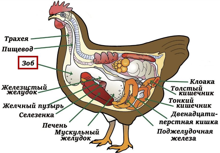 Трубчатые кости у курицы фото