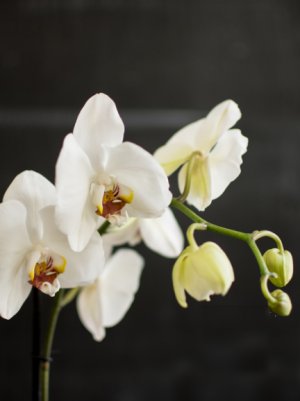 Орхидея белая «Apple Blossom»