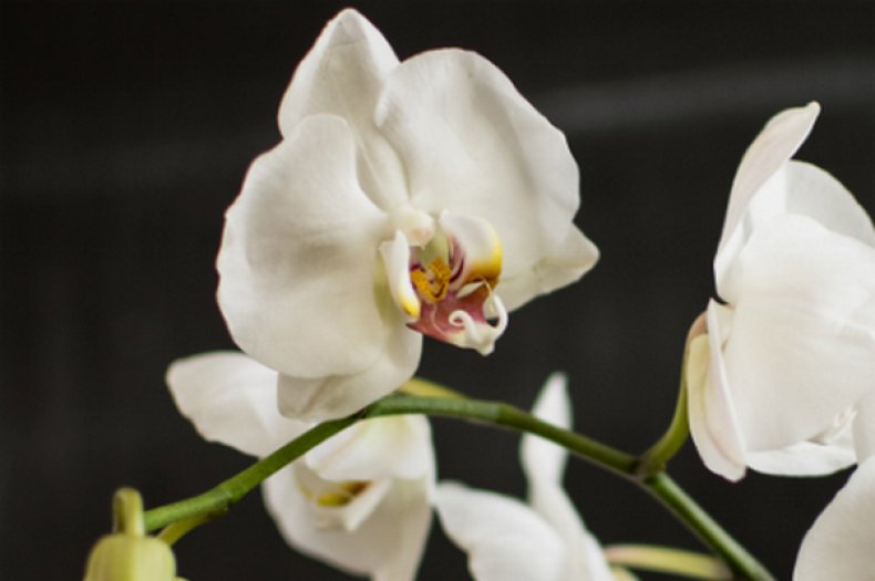Орхидея белая «Apple Blossom»