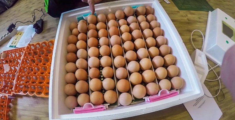 Закладка яиц в инкубатор