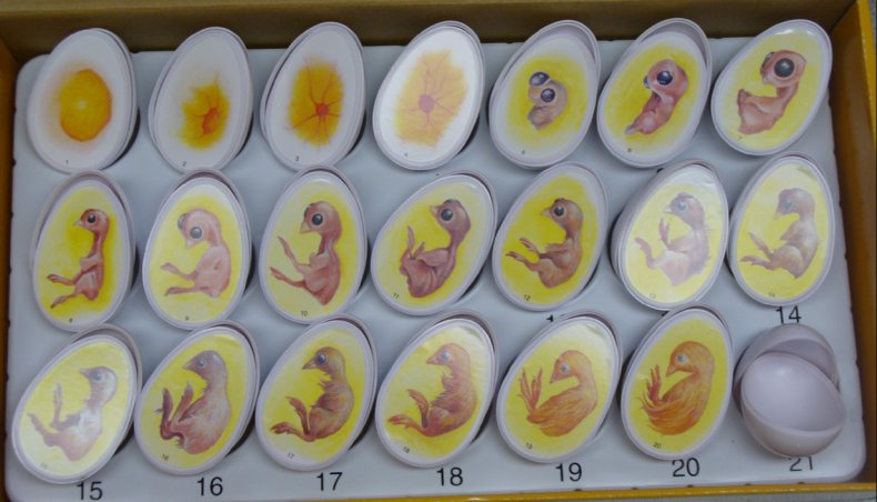 Развитие цыпленка внутри яйца