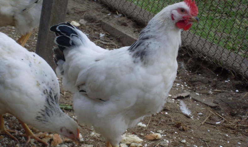 Как правильно выбрать курицу-несушку, мясную породу, как выбрать петушка для кур
