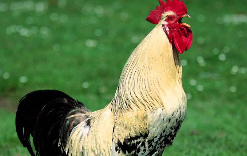 Как правильно выбрать курицу-несушку, мясную породу, как выбрать петушка для кур