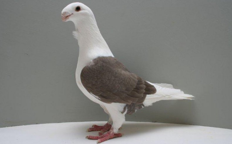 Антверпенский почтовый голубь