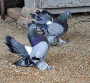 статный, голубь, характерный, статных голубей, делят подгруппы, ниже хвоста